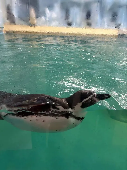 5HZcV9ZqRle2UY2-TAWVuXb4IuR3L2JCw4NOS4w3rGQd3EAAMcPSWMltdbPod5mNI3gbTh8d046I5rt-tQI-6HXZ